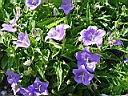 campanula_fenestrellata.JPG