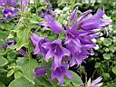 campanula_glomerata.JPG