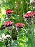 centaurea_atropurpurea.JPG