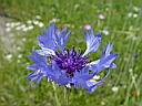 centaurea_cyanus.JPG