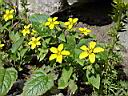 chrysogonum_virginianum.JPG
