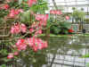 adenium_coetaneum_4.JPG (122056 octets)