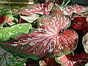 caladium_ace_of_spades.JPG