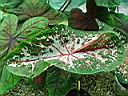 caladium_carolyn_whorton.JPG
