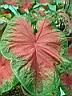 caladium_freida_hemple.JPG