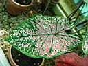caladium_gypsy_rose.JPG