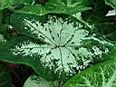 caladium_mme_eugene_lasseau.JPG
