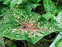 caladium_mrs_halderman.JPG