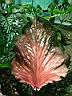 caladium_pink_gem.JPG