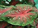 caladium_red_flash.JPG