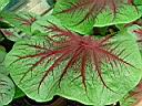 caladium_scarlet_pimpernel.JPG