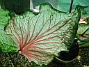caladium_serre_2.JPG