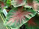 caladium_serre_3.JPG