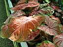caladium_thomas_tomlinson.JPG