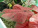 caladium_x_cv_irene_dank.JPG