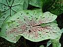 caladium_x_cv_miss_muffet.JPG