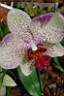 phaleanopsis.JPG