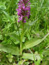 dactylorhiza_maculata_5.JPG (48750 octets)