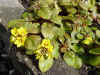 lysimachia_congestiflora.JPG (52048 octets)