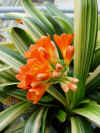 clivia_miniata_regel_striata_2.JPG (56067 octets)