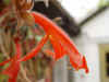 columnea_gloriosa_sup_x_schiedeana.JPG (34631 octets)