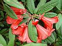 rhodo_may-day_haematodes_x_griersonianum_2.JPG