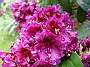 rhodo_purple_splendour.JPG