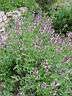 salvia_sclarea_2.JPG