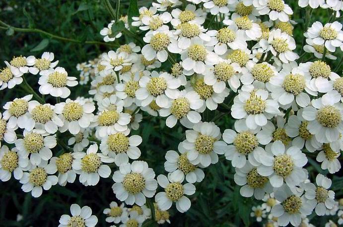 achillea%20ptarmica%202.JPG