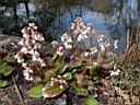 bergenia_yunnanensis_2.JPG