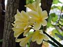 clivia_miniata_citrina.JPG