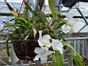 coelogyne_cristata_2.JPG