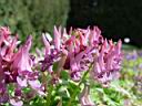 corydalis_solida.JPG