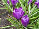 crocus_vernus_gladstone.JPG
