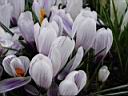 crocus_vernus_pallas.JPG