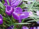 crocus_vernus_sultan.JPG