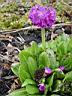 primula_denticulata_2.JPG