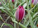tulipa_humilis_pulchella.JPG
