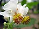 sparmannia_africana_3.JPG