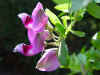 polygala_myrtifolia_var_grandiflora.JPG (35917 octets)