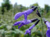 salvia mexicana.JPG (32779 octets)