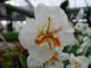 narcis_broadway_star.JPG (33547 octets)