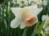 narcis_exotic_beauty.JPG (37599 octets)