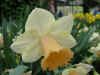 narcis_fidelity.JPG (38374 octets)