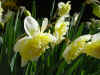 narcis_ice_king.JPG (50787 octets)