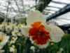 narcis_parisienne.JPG (43529 octets)