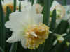 narcis_petit_four.JPG (31528 octets)