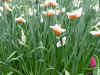 narcis_precocious.JPG (88433 octets)