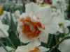 narcis_replete_2.JPG (32715 octets)