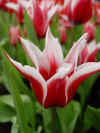 tulipa_akita.JPG (36555 octets)